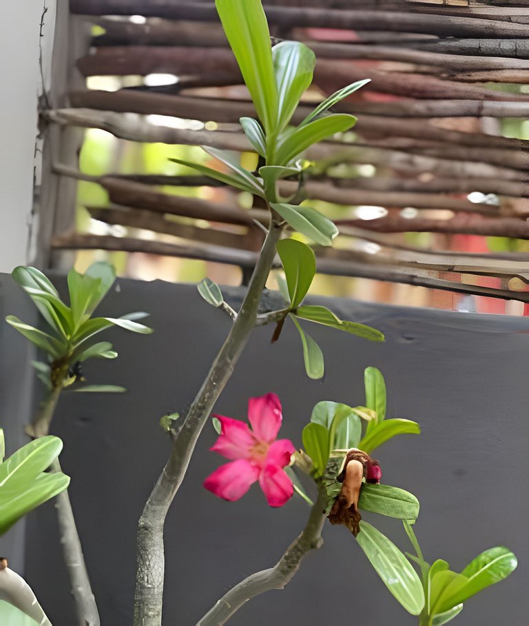 Vila Santos - Chalé Palmeira